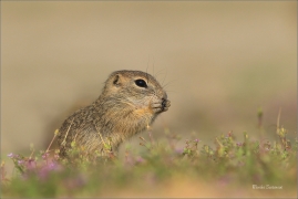 <p>SYSEL OBECNÝ (Spermophilus citellus) --- /European ground squirrel - Europäisches Ziesel/</p>